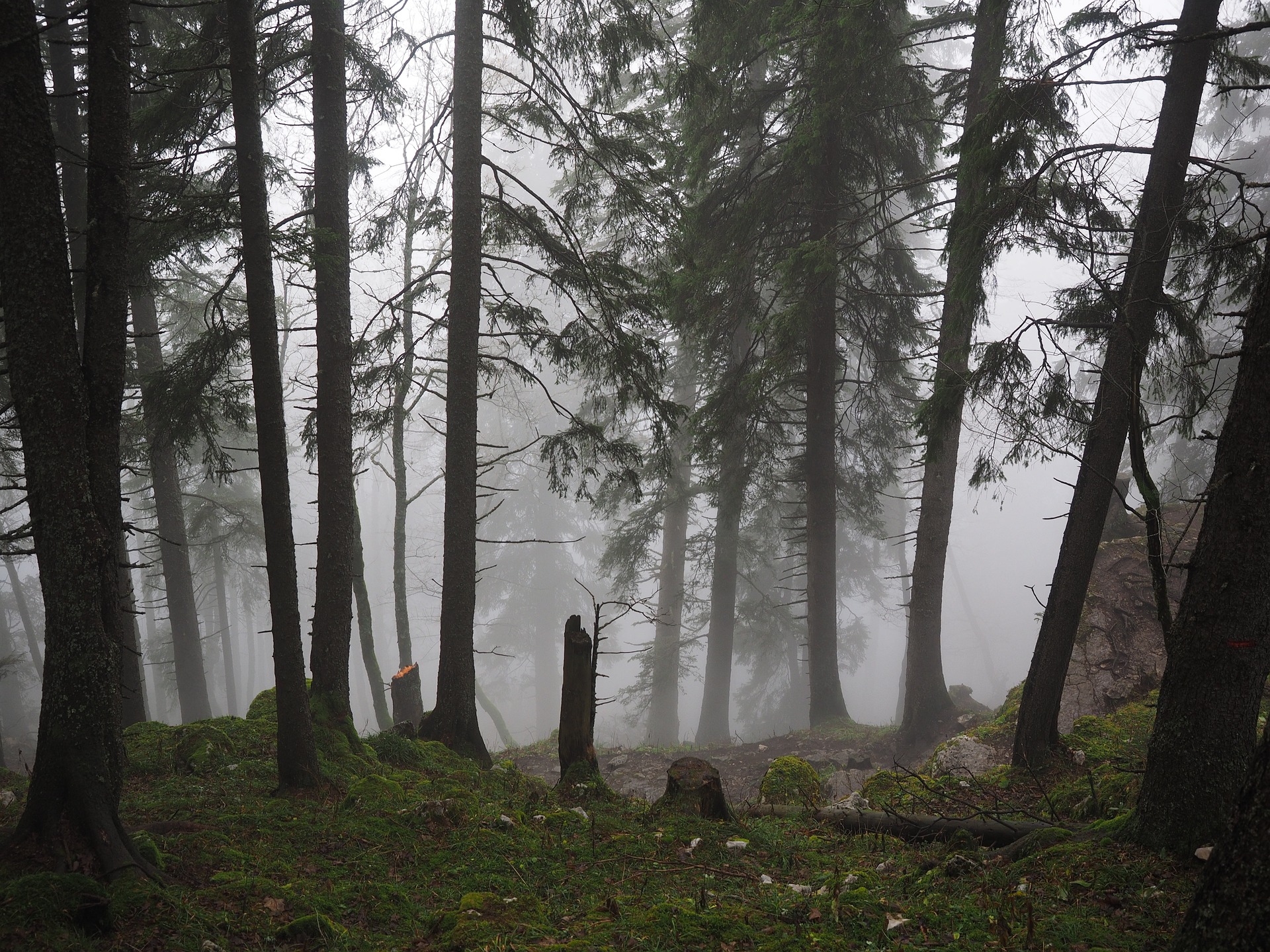 Tutkimus ei aina näy Suomen metsäpolitiikassa. Kuva: Pixabay